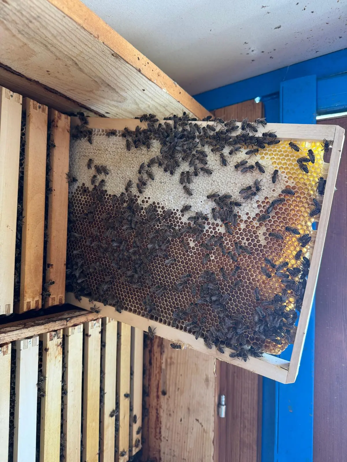 Utrinki iz čebelnjaka 49